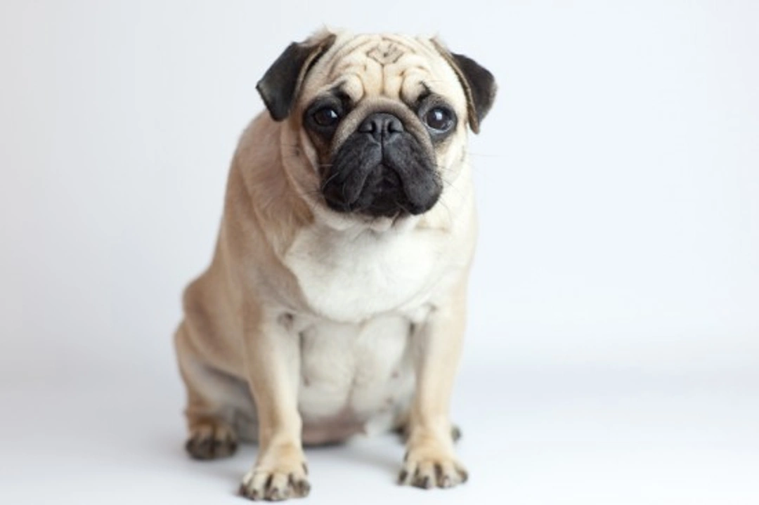 Inbreeding in Dogs - Problems, Benefits and Reasons