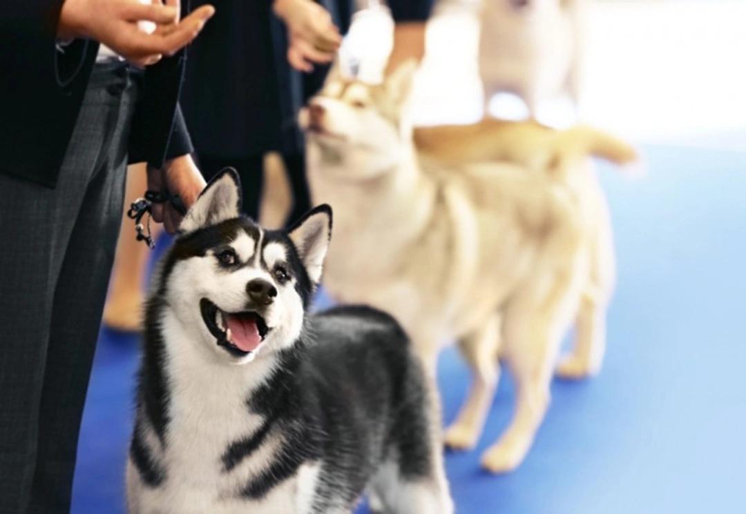 Updated Guide: Visiting Crufts 2025 – Dates, Tickets & Travel Tips