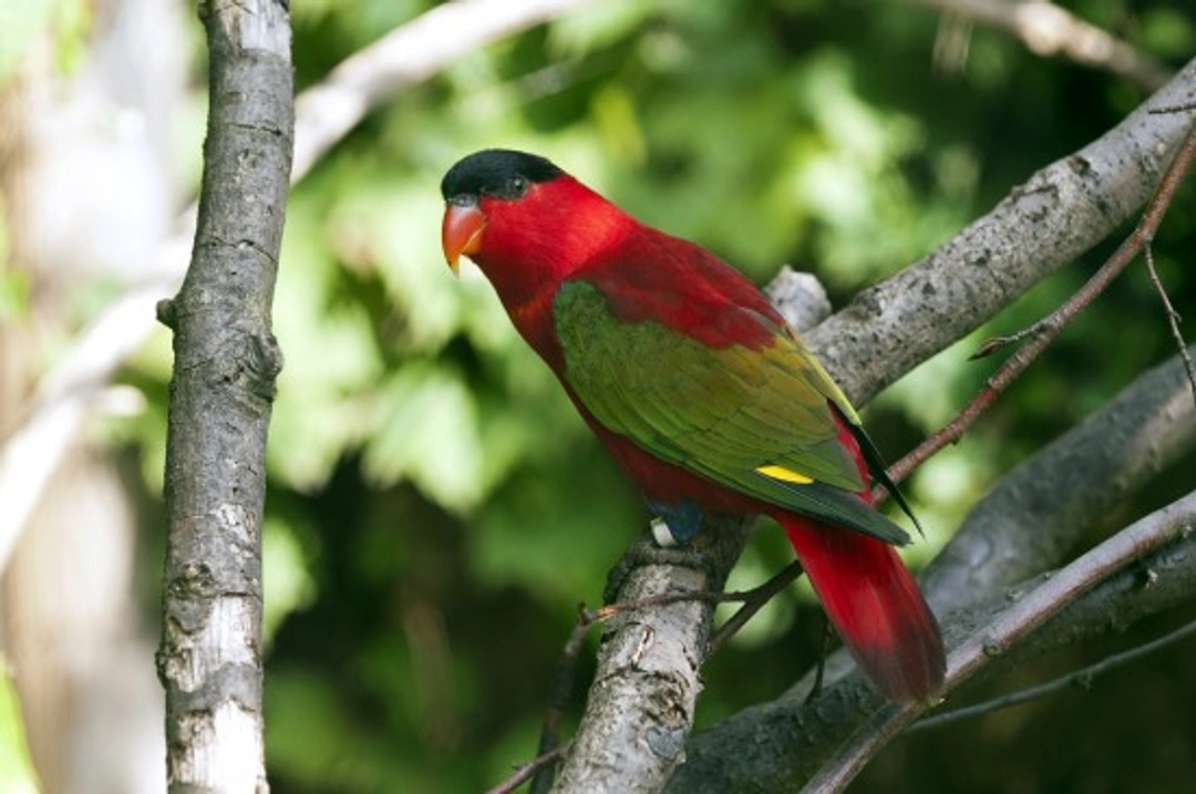Purple-naped Lory: Complete Care Guide for UK Enthusiasts
