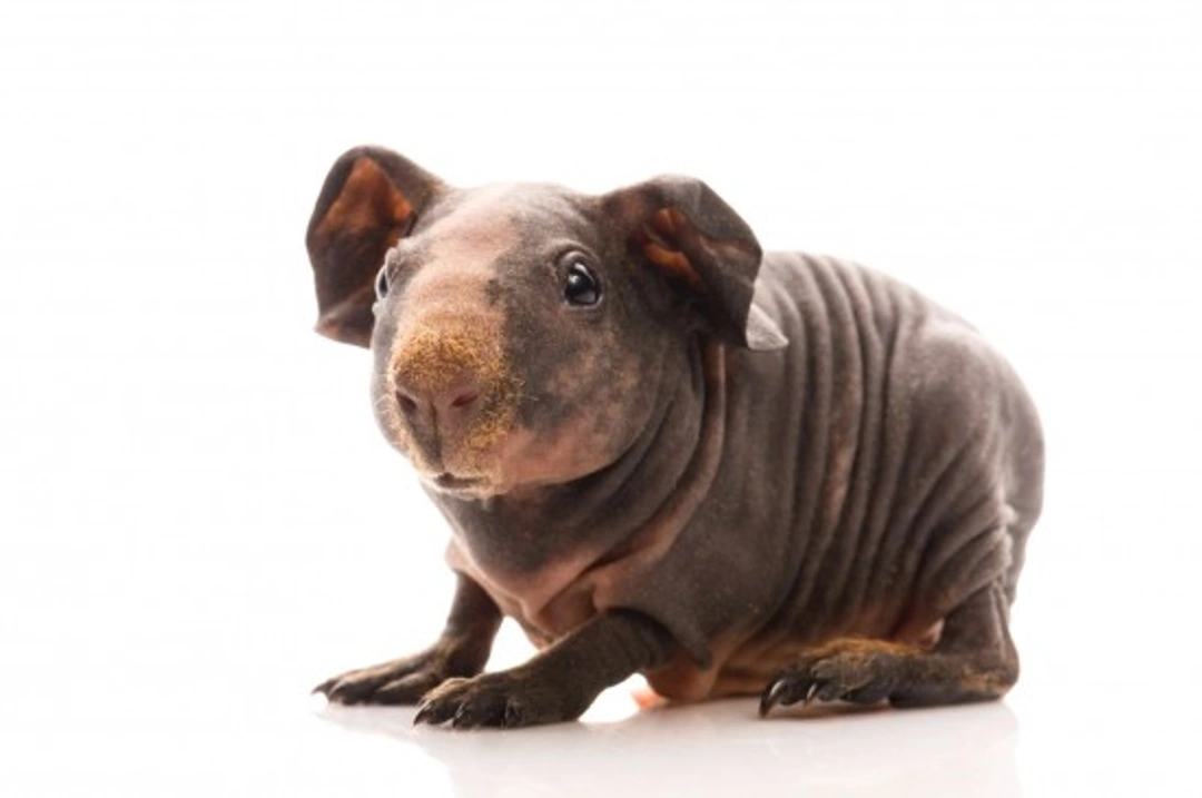 How to Care for a Hairless Guinea Pig (Skinny Pig)