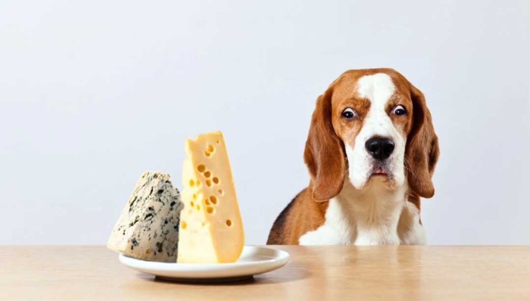 Can dogs eat cheese? Safe tips and benefits for owners