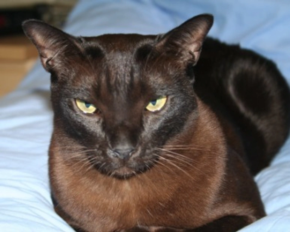 Burmese: costo, mantello e carattere di questa razza di gatto
