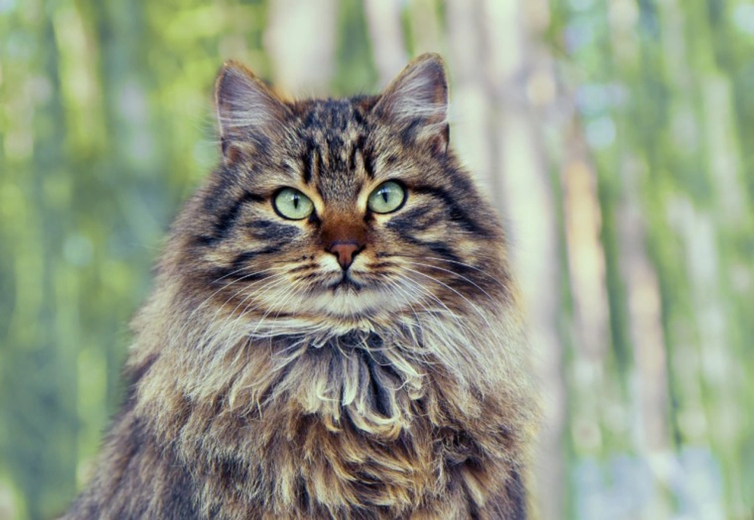 10 Essential Facts About Siberian Cats Before Buying