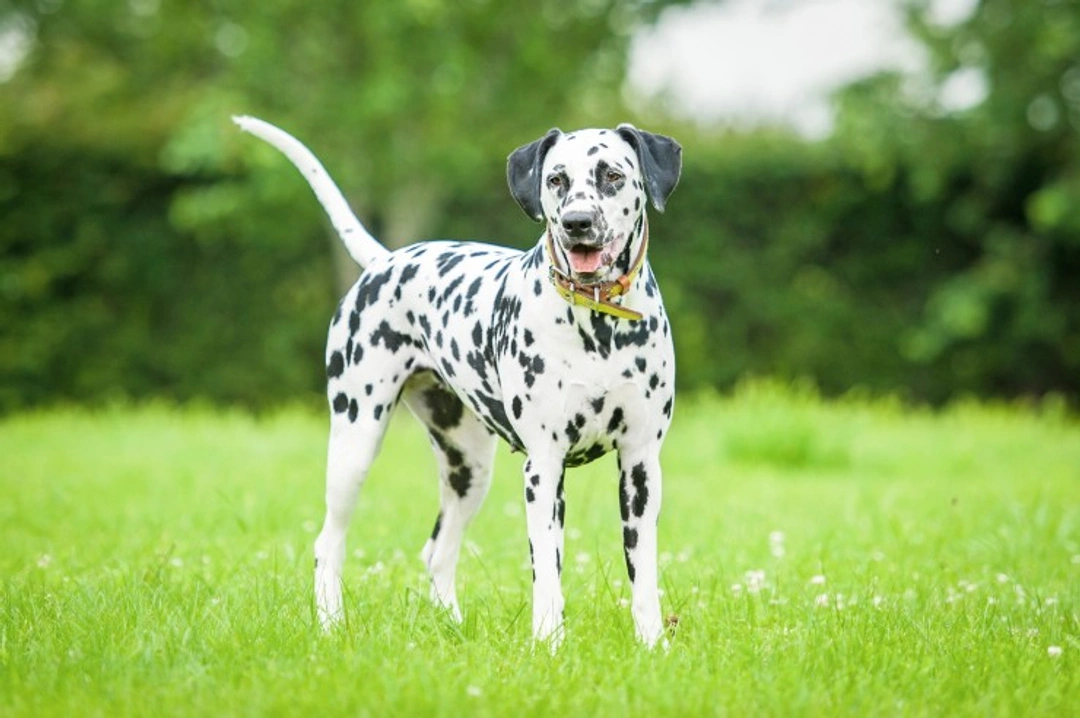 Training a Deaf Dalmatian: Practical Guide with Visual Cues