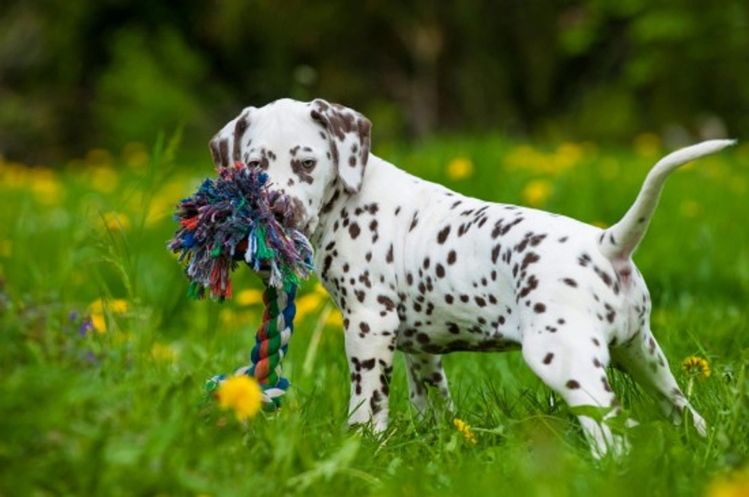 Complete Guide to Caring for Your Dalmatian Puppy