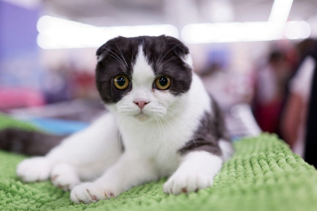 Which Classes to Enter at a Cat Show: A Complete Guide