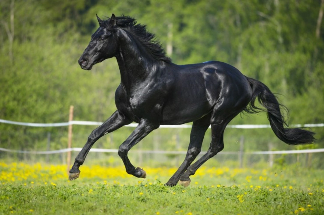Common Nutrient Deficiencies in Horses and How to Spot Them