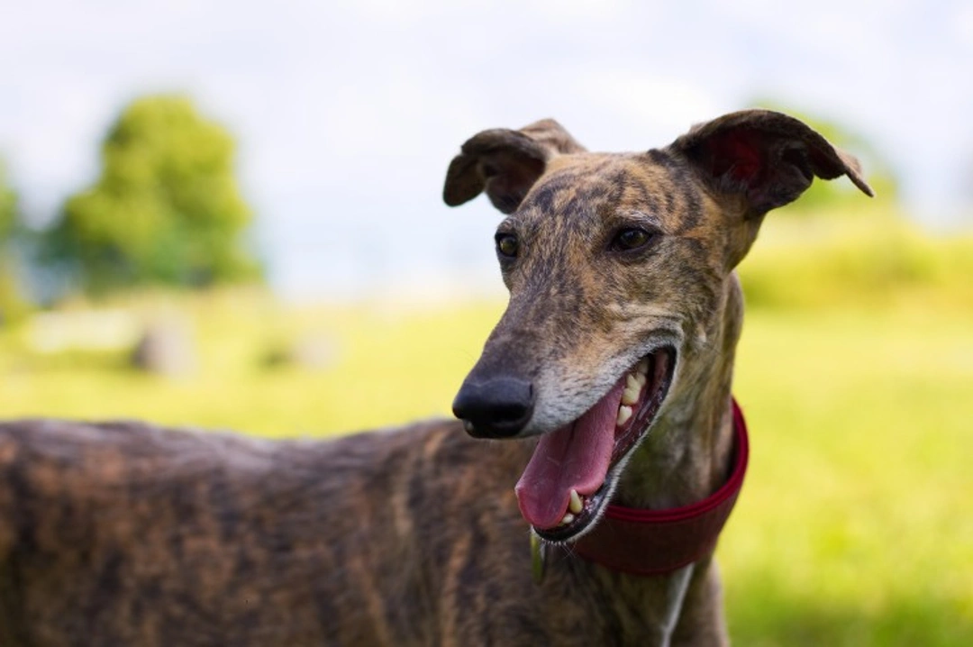 All about the Spanish Greyhound: A 2025 Guide