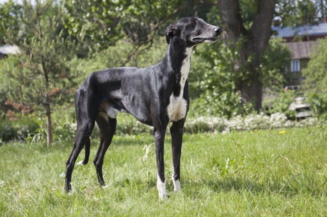 Understanding and Managing Prey Drive in Sight Hounds
