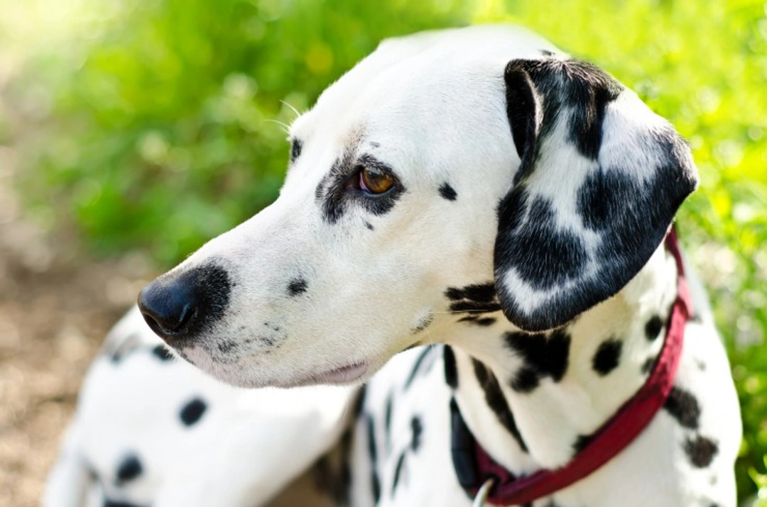 How to Tell if Your Dog Is Going Deaf: Signs & Breeds at Risk