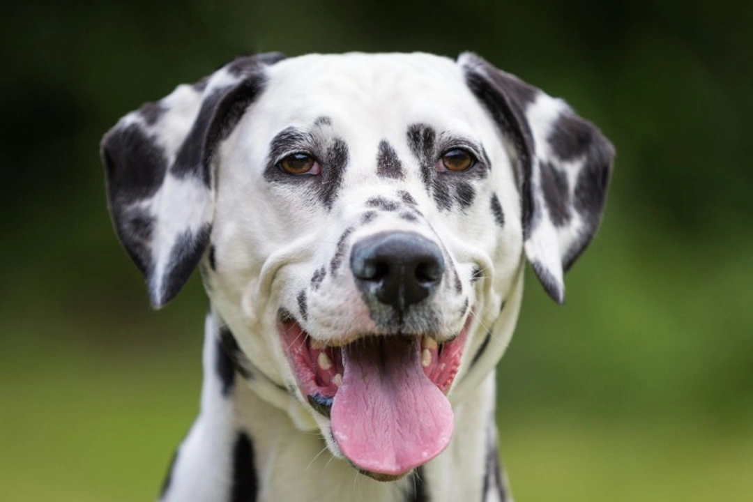 Are Dalmatians predisposed to bladder stones? Explained