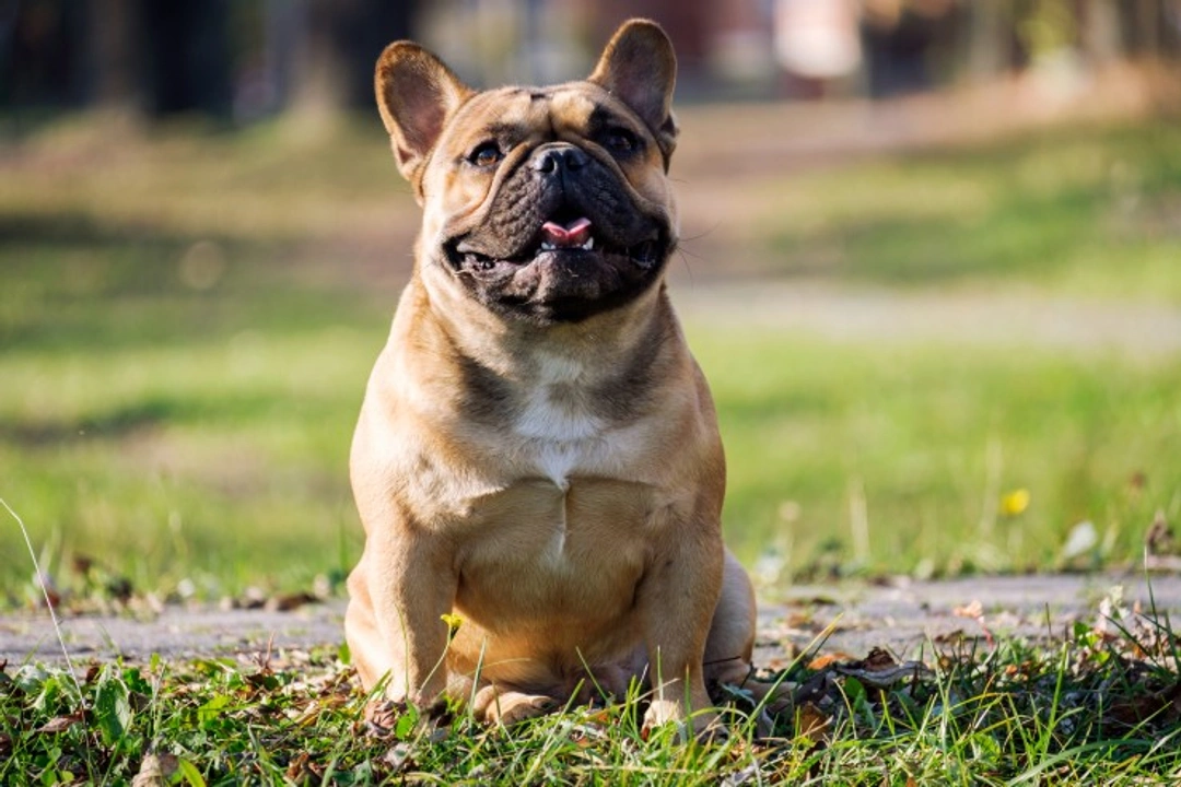 French bulldogs and BOAS: What owners must know