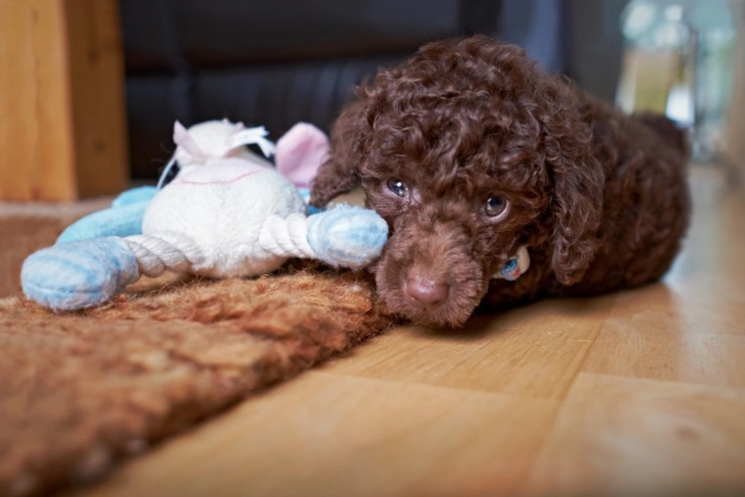 Nipping resource guarding signs in the bud with your puppy