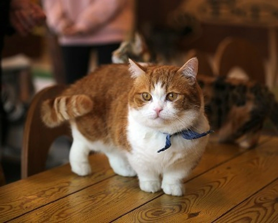 Munchkin: aspetto, mantello e carattere del gatto bassotto