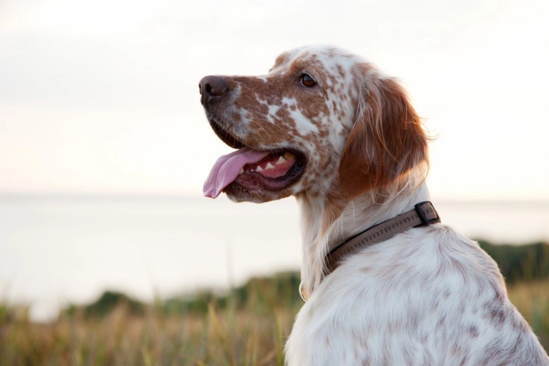Living with a Deaf English Setter: Caring and Training Guide