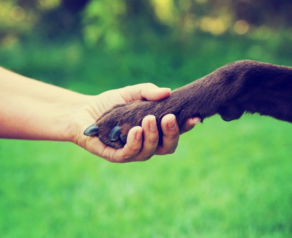 Do Dogs Have a Dominant Paw? Understanding Paw Preference