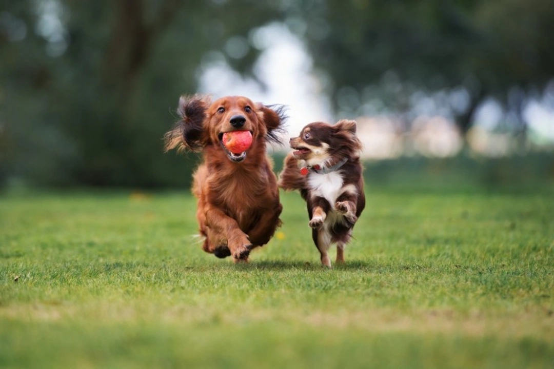 Canine Communication: How Dogs Invite Others to Play