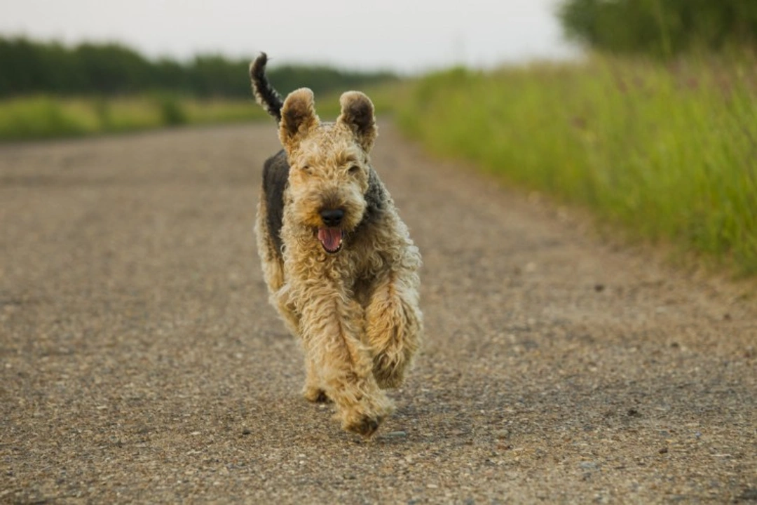 Babesiosis in UK Dogs: Tick-borne Disease Every Owner Should Know