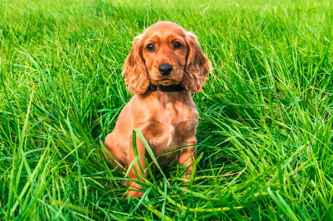 Why is my dog eating grass and vomiting? Causes & advice
