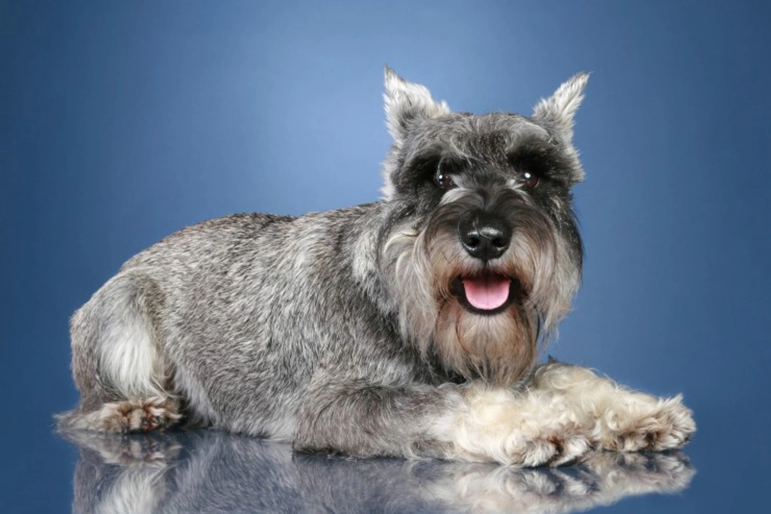 6 Foods That Help Older Dogs Stay Healthy and Active