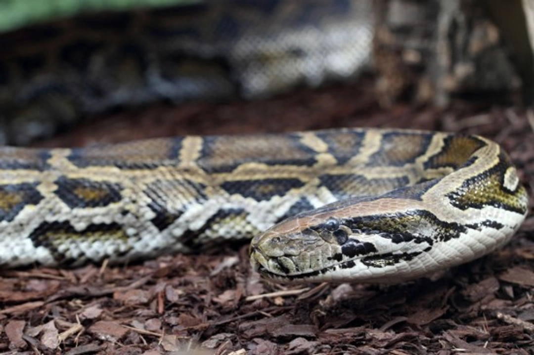Common Health Problems Found in Pet Snakes