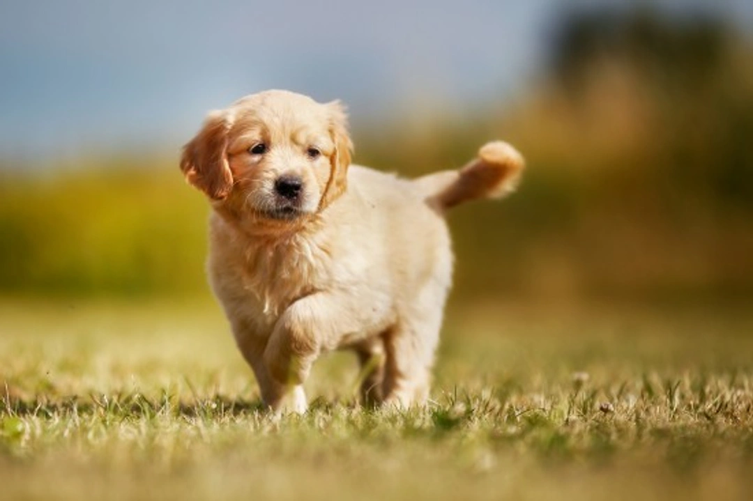 Behavioural and Socialisation Challenges of Lone Puppies