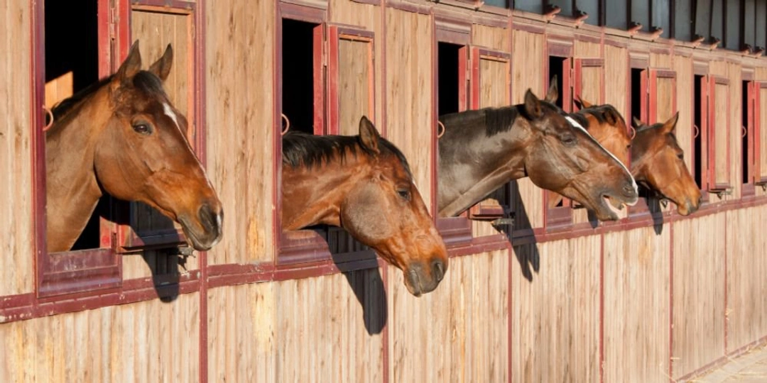 Bygga stall - så funkar det!