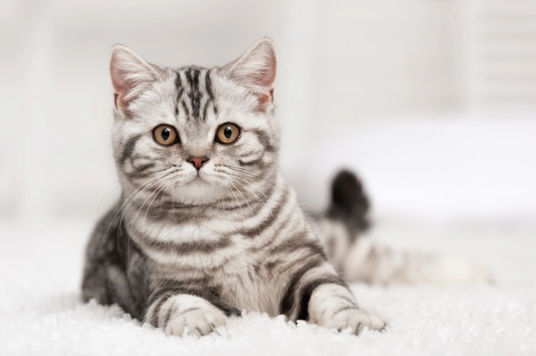 How Cats Learn: Understanding Feline Behaviour in 2025