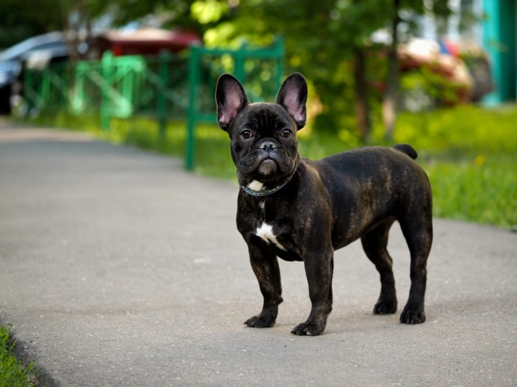The French Bulldog: UK’s Most Popular Dog Breed in 2025
