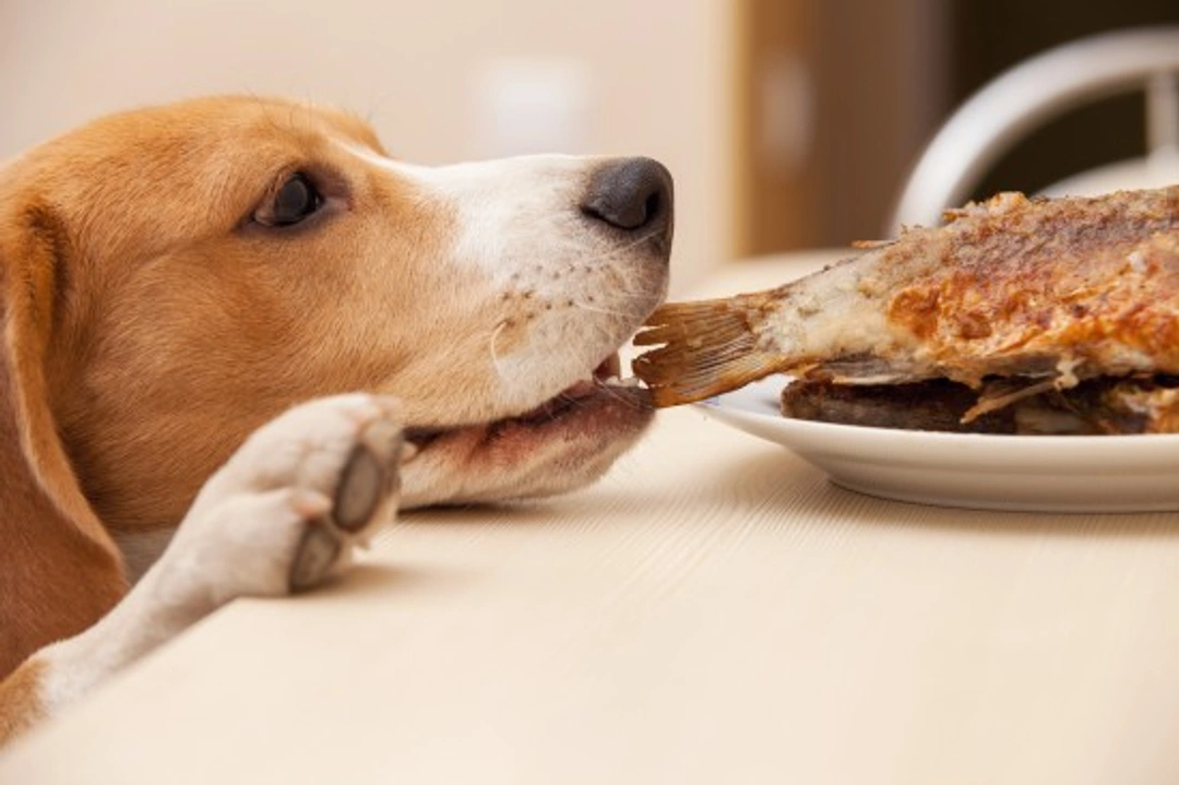 How to Feed a Sickly Dog: What You Need to Know