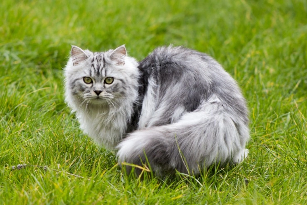 Myelodysplasia in Cats: Causes, Symptoms and Treatment