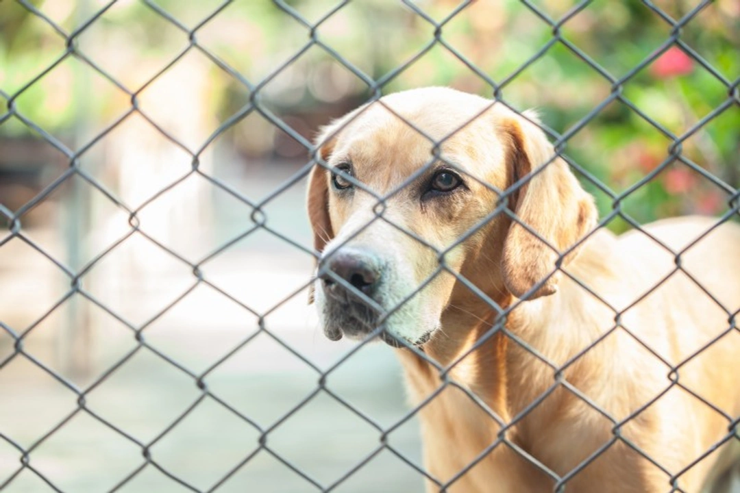 What to Do If Your Dog Is Unhappy in Day Care or Kennels
