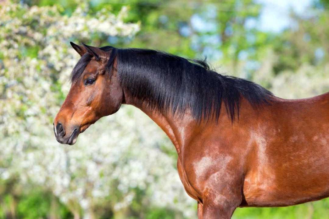 Spring Preparation for Horse Owners: Top Tips for 2025