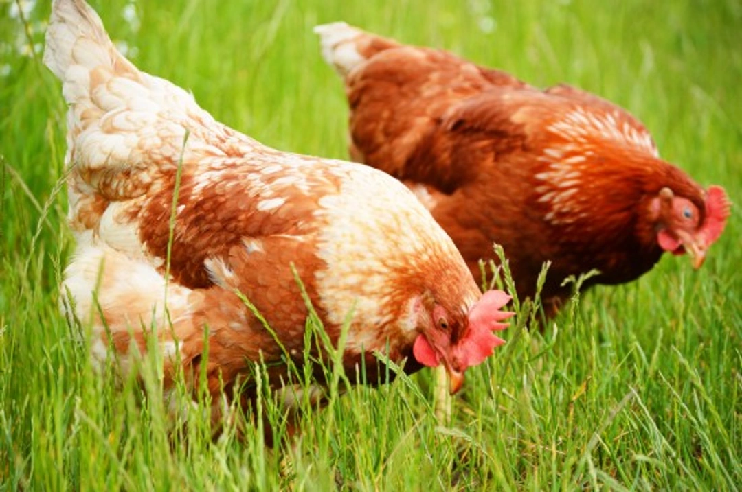 Top Tips on Adopting Chickens: A Complete Guide to Care