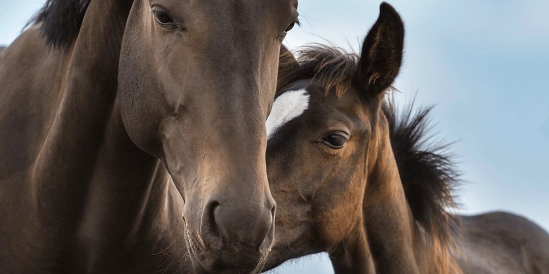 Så vet du om din häst är lämplig för avel