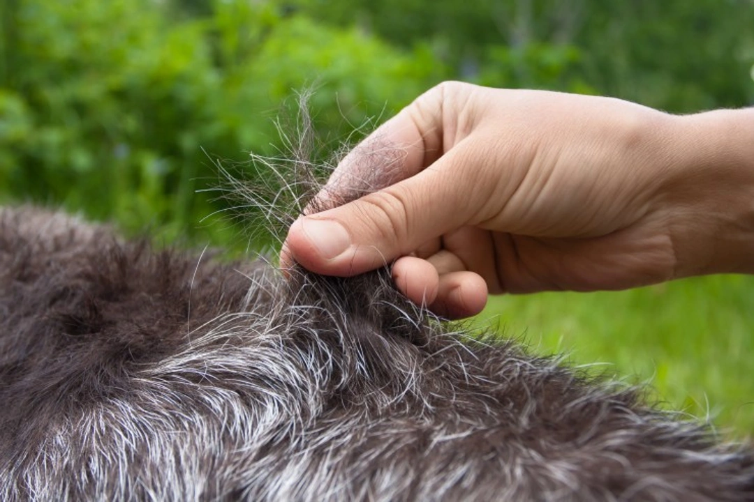 Dog Grooming and Coat Care: What Is Hand Stripping?
