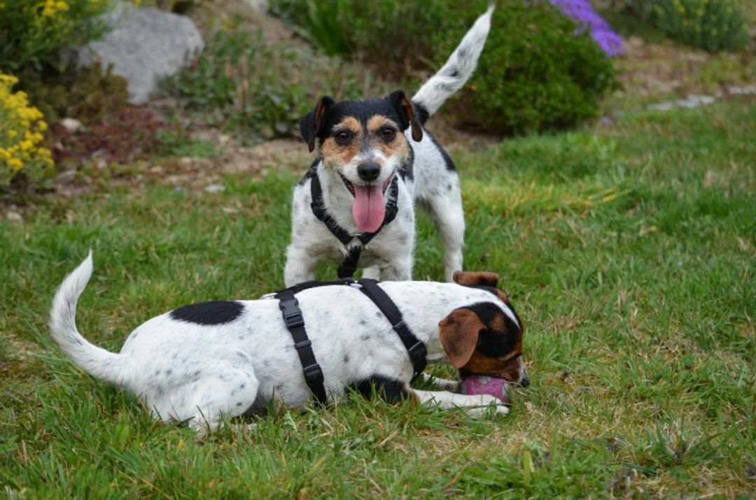 Myasthenia Gravis in Dogs: Symptoms, Diagnosis & Treatment