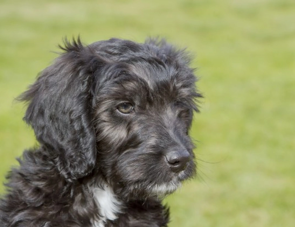 All about Cockapoo Dogs: Traits, Care & Popularity