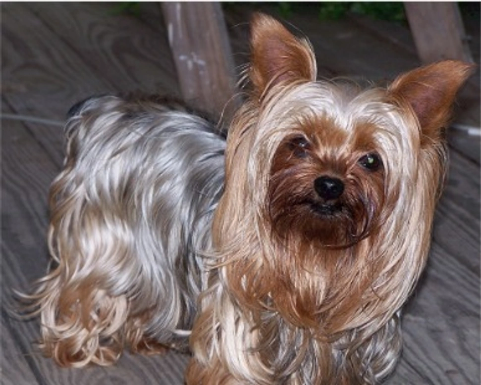 Razze Toy: cosa sono? Perché sono più delicate?