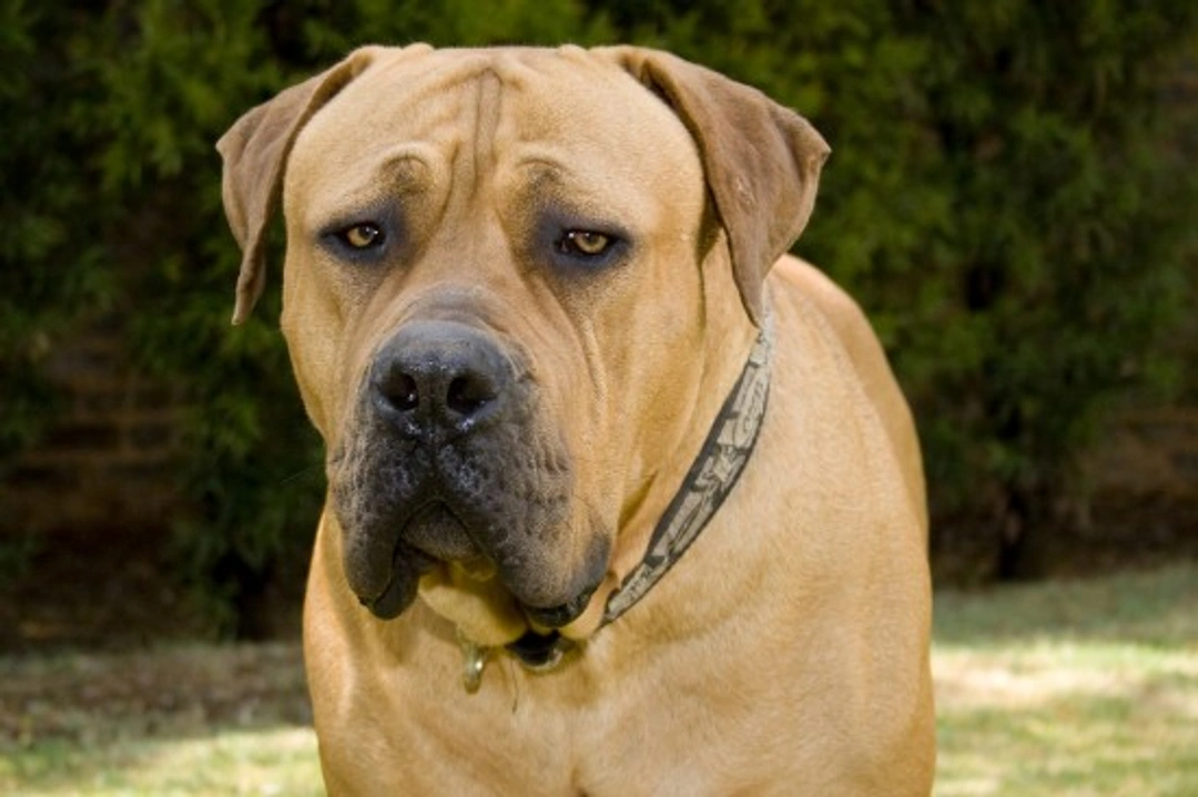 Complete Guide to the South African Boerboel Dog