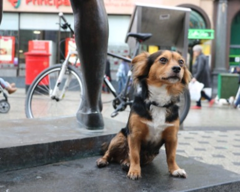 Associazioni animali: Gli Amici di Zeus