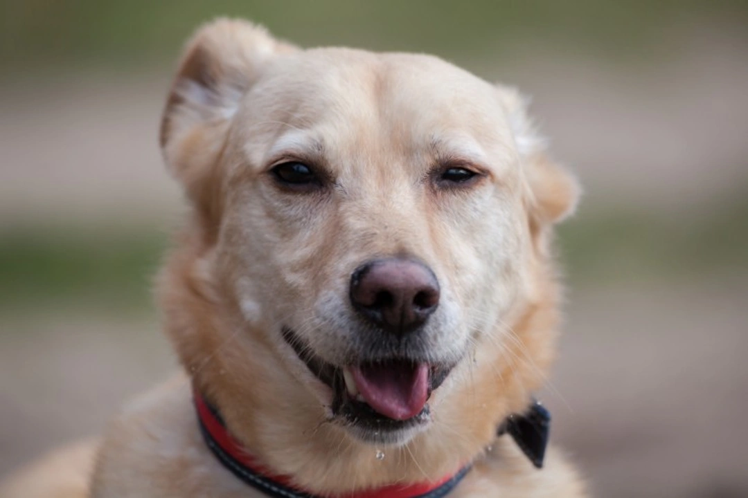 Snow Nose in Dogs: Causes, Affected Breeds & Care Tips