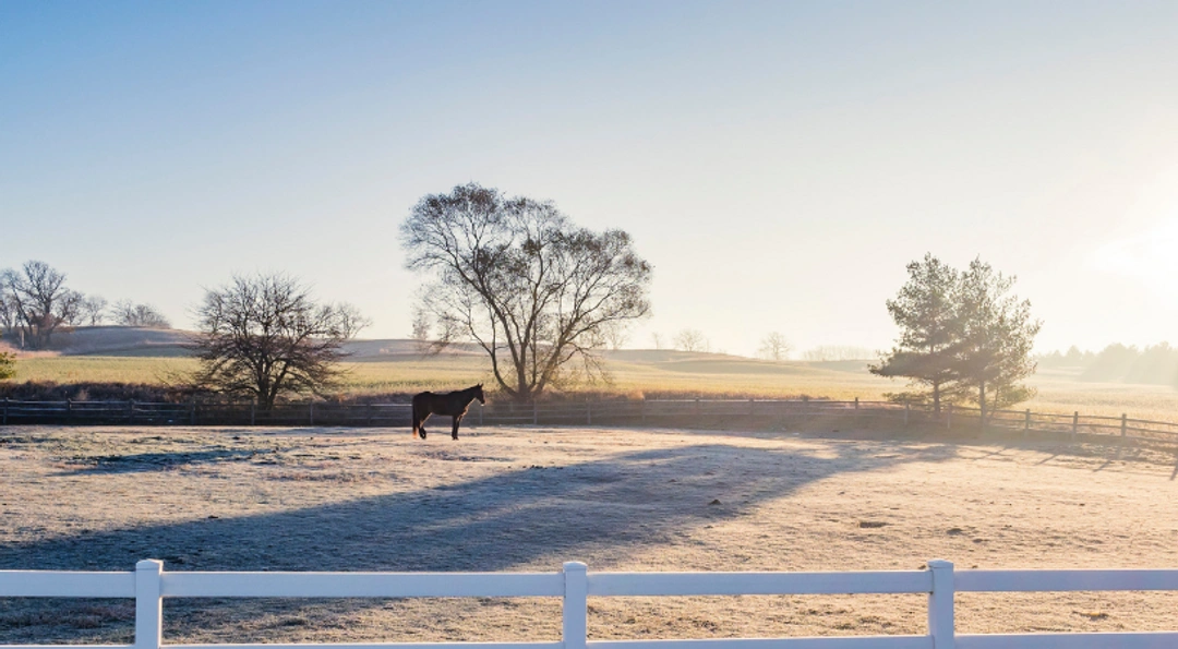 Ta hand om hagen i vinter