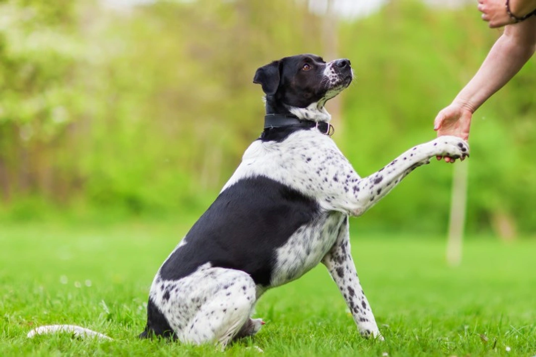 Five canine communications humans often misinterpret