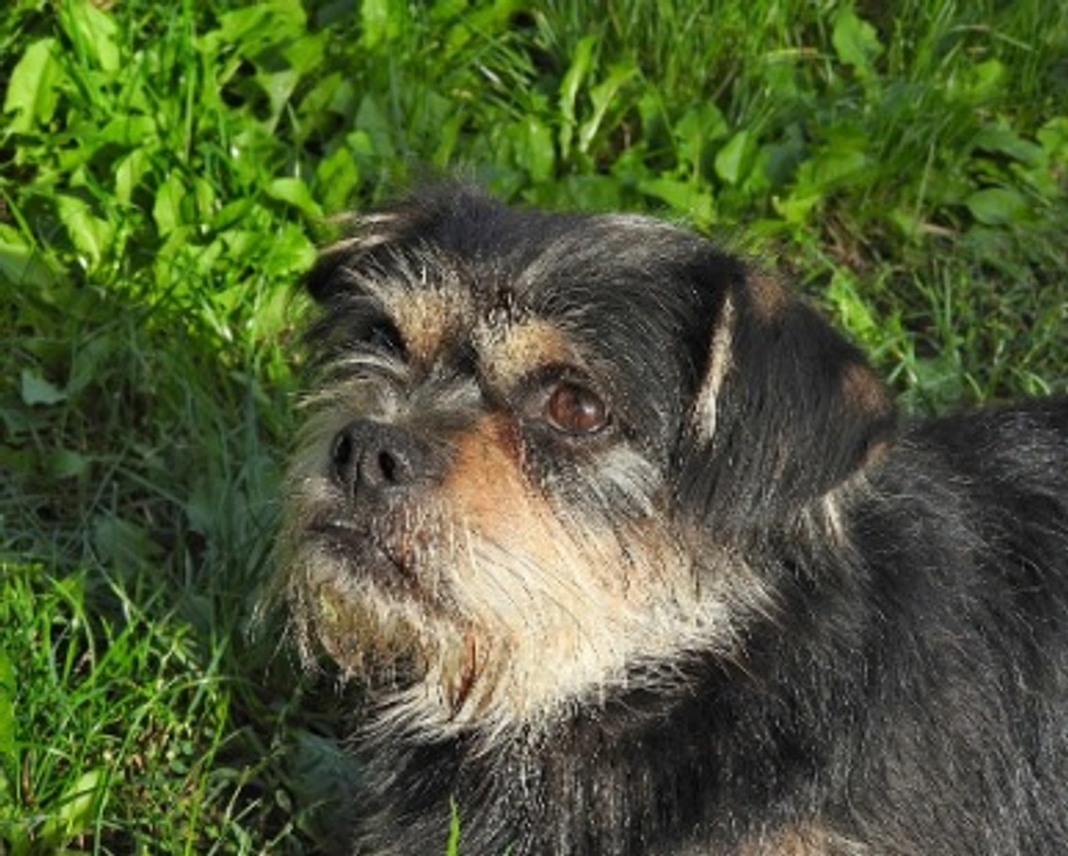 Associazioni animali: Fondazione Baratieri Onlus