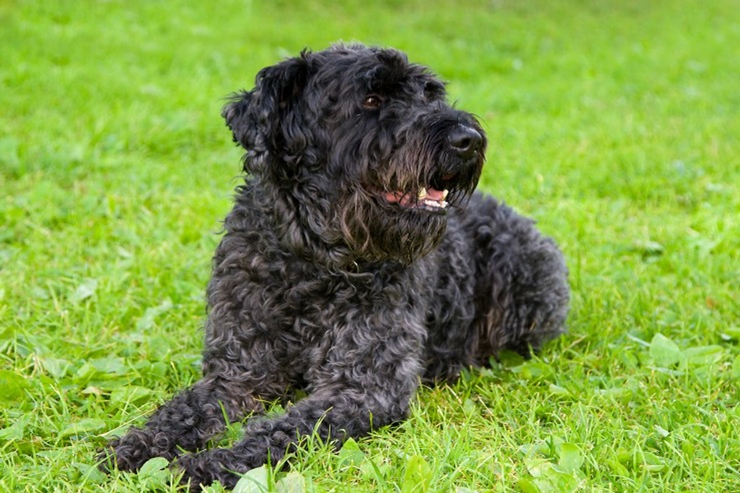 4 Dog Breeds Ideal for House Proud Owners