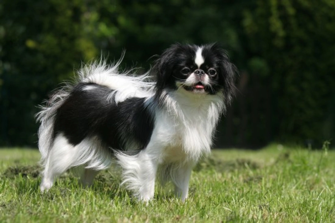 Japanese Chin hereditary health, lifespan & care guide