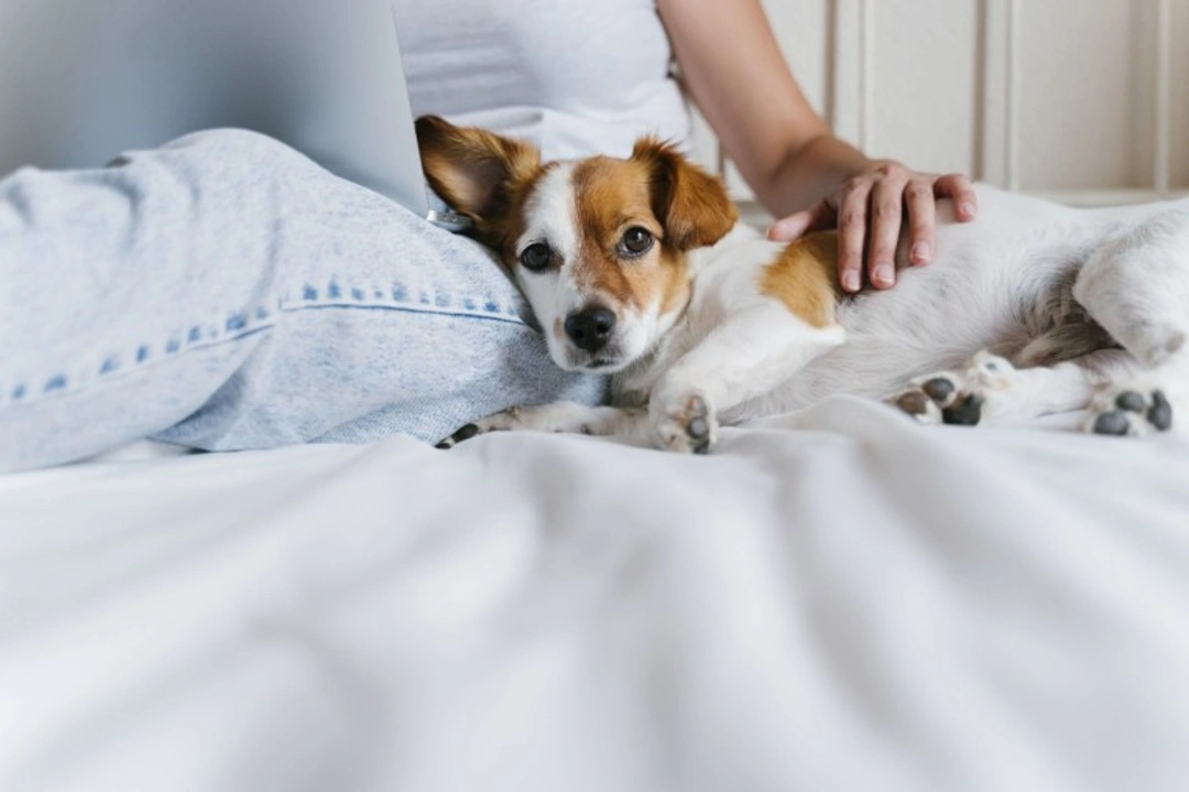 Five useful things that new dog and puppy owners need to know about dog care