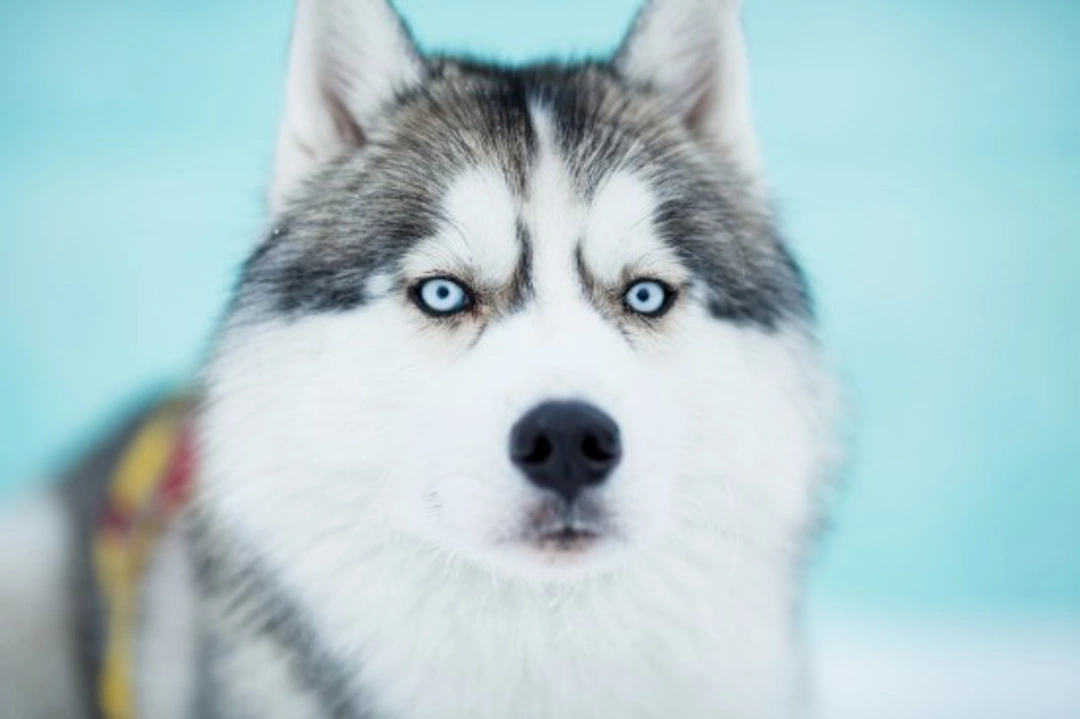 How Closely Are Siberian Huskies Related to Wolves?