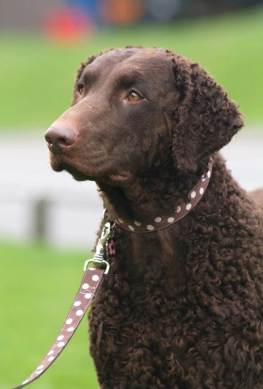 Popular Retriever Breeds: Six Key Types Explained
